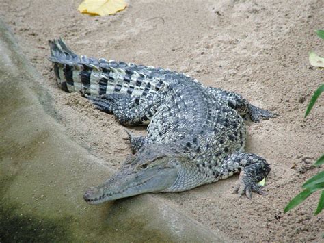 Pin by Animal Wonders on Reptiles: Crocodilia | Crocodiles, Mugger crocodile, Crocodile