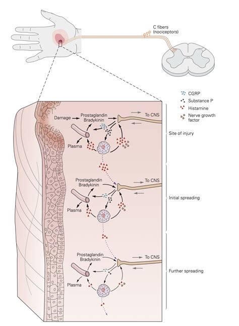 Nociceptors – Nociception and Spinal Reflexes