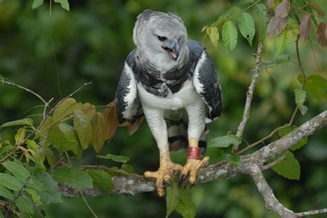 bird of prey, Brazilian, Birds, Brazil, Harpia Wallpapers HD / Desktop ...