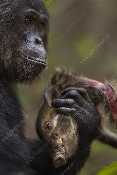 Eastern chimpanzee alpha male - Stock Image - C048/4225 - Science Photo ...