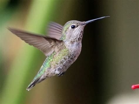 Anna's Hummingbird | Celebrate Urban Birds