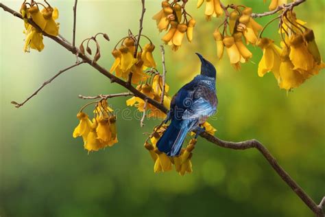 New Zealand Native Songbird the Tui in Native Kowhai Tree Sucking ...