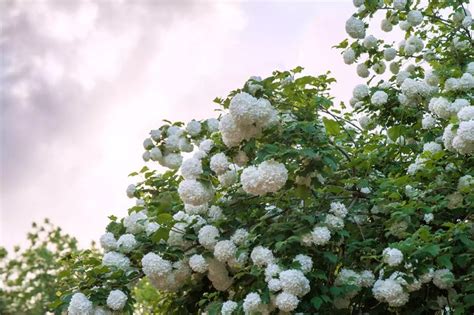 How to Grow Chinese Snowball Viburnum Plants | Snowball viburnum ...