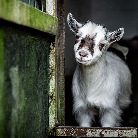 Everything You Need To Know About Having Pygmy Goats As Pets - Miles with Pets