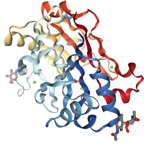 DNase I Protein Overview: Sequence, Structure, Function And, 40% OFF