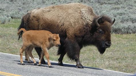 Nature Notes: Bison, buffalo and wisent