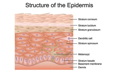 Understanding The Different Layers Of Skin – SkinKraft | Skin anatomy ...