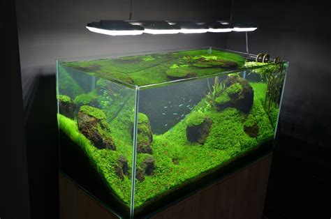 Custom 120 gallon Mr. Aqua Rimless Planted Tank | Aquarium fish tank, Aquascape, Aquarium