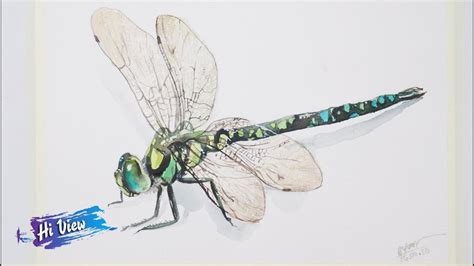 Hi View - #76 How to Draw a Realistic Dragonfly Step by Step Watercolor ...