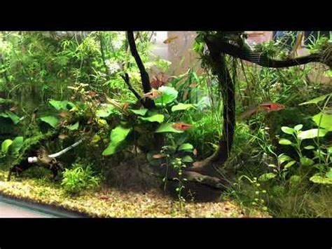 Harlequin Rasbora: Care Guide (with Setup, Diet & Breeding)