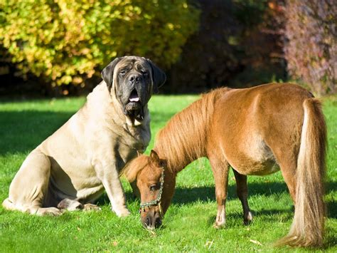 The gallery for --> Largest Dog In The World Hercules