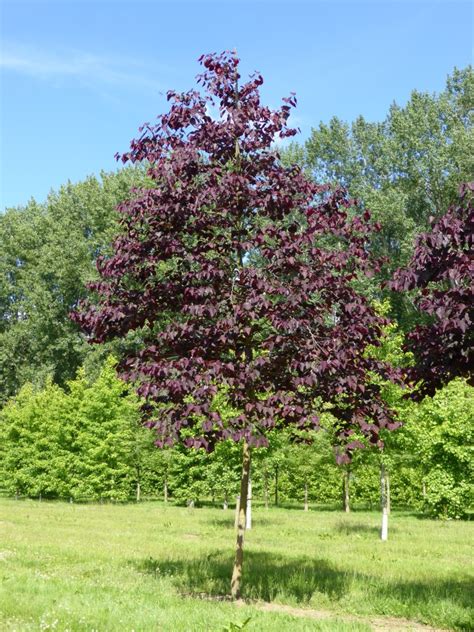 Cercis canadensis 'Forest Pansy' | Cercis canadensis 'Forest Pansy ...