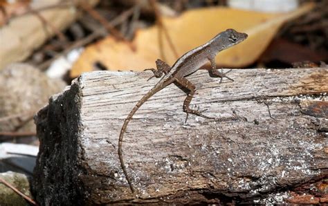 Brown Anole - Facts, Diet, Habitat & Pictures on Animalia.bio