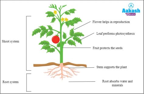 Parts of a plant Diagram, Plant kingdom, Root & Shoot system | AESL