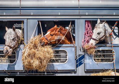 Horse show competition Stock Photo - Alamy