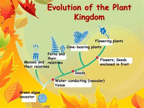 Plant Diversity - Presentation Biology