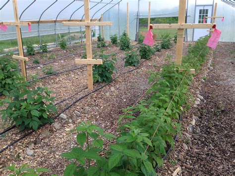 Raspberries are growing! | Plants, Raspberry plants, Raspberry growing