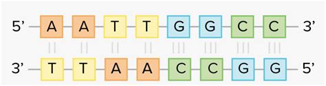 Complementary Base Pairing Chart