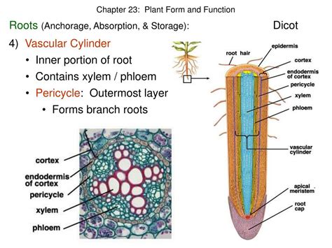 PPT - Chapter 23: Plant Form and Function PowerPoint Presentation, free download - ID:3029605