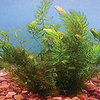 Hornwort Submerged Pond Plant – Dragonfly Aquatics