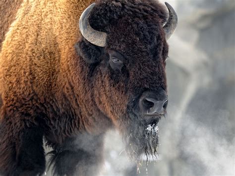 Buffalo Spirit Animal - Wild Gratitude