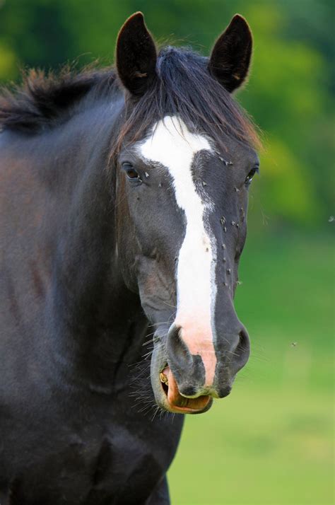 Black Horse Head Free Stock Photo - Public Domain Pictures