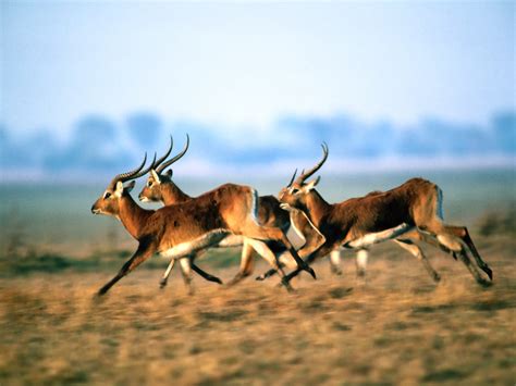 Antelope | The Biggest Animals Kingdom