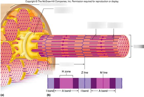 Sarcomere Diagram Diagram | Quizlet