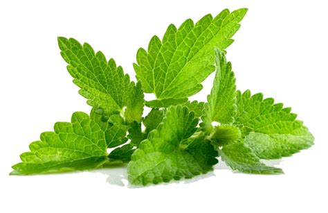 Spearmint Plant - St Maarten Argriculture