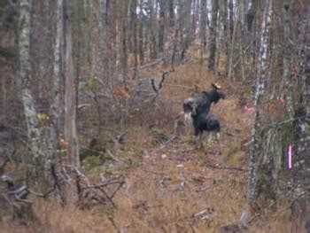 Maine hunting and fishing photos - Trophy Maine Moose Hunting 2009 (33)