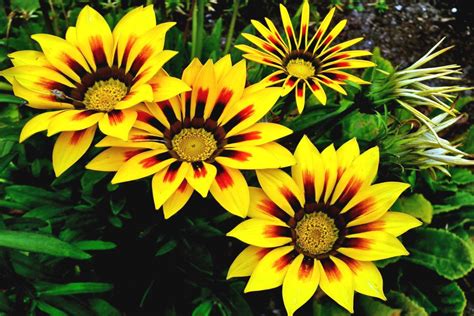 Gazania - planting and care from spring to winter, pots and in the ground