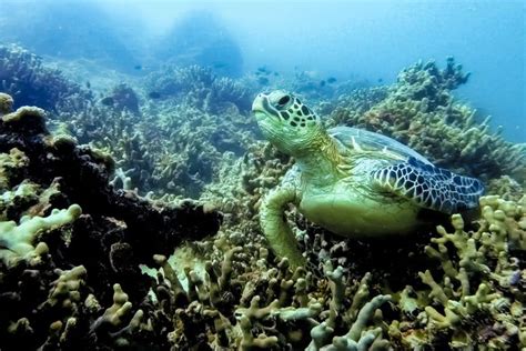 Kaneohe Kayak Rental Adventure - Book Online at Civitatis.com