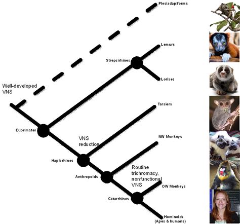 Highlight Photo: Getting in the groove: evidence of chemical communication in the primate fossil ...