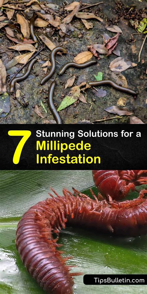 7 Stunning Solutions for a Millipede Infestation | Millipede, Infestations, Natural insecticide