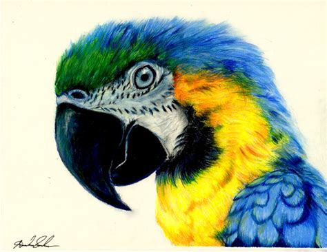 Macaw Colored Pencil Drawing by pinsetter1991 on DeviantArt