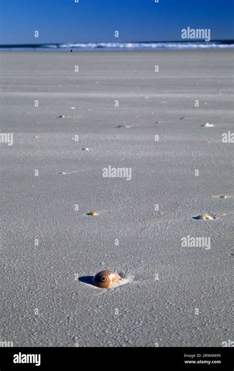 Moonshell on beach, Fort Matanzas National Monument, Florida Stock Photo - Alamy