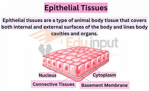 Epithelial Tissues-Structure, Types, And Functions