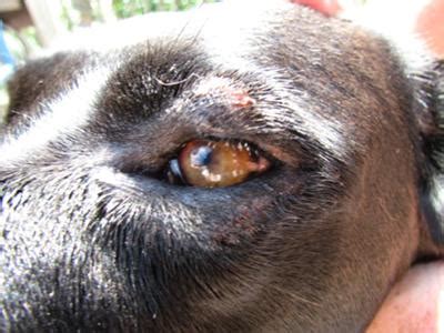 Dog eye allergy or something else? - Organic Pet Digest