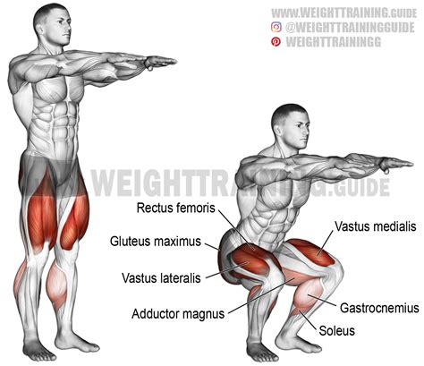 What Muscles Does Squats Workout - Resume Themplate Ideas