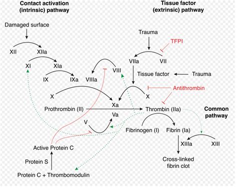 科学网—human Thrombin ( humanFIIa) - 苏雪的博文