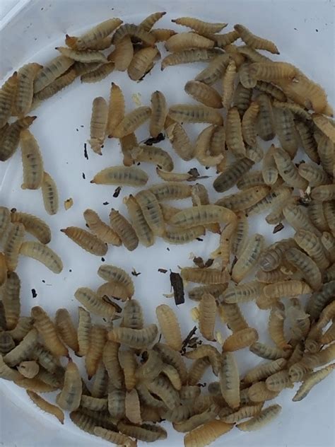 Buy Live Black Soldier Fly Larvae (Same Insect as Phoenix Worms ...