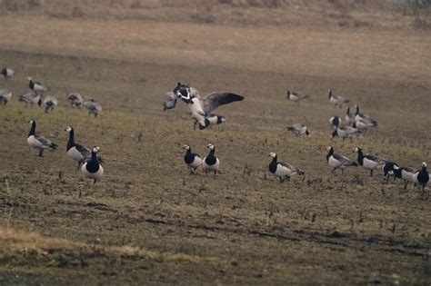 Premium Photo | Flock of birds