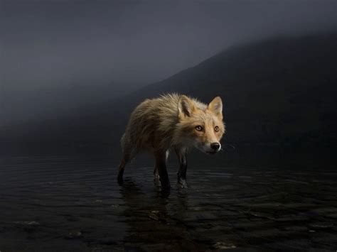 The Winners of the 2021 Wildlife Photographer of the Year