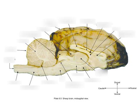 Midsagittal Sheep Brain