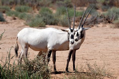 كونا : Arabian Oryx thrives in Jordan's Shaumari Wildlife Reserve - - 25/06/2019