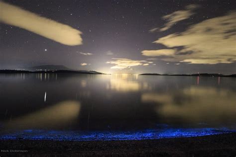 Sea Sparkle - Extreme Bioluminescence in Tasmanian Waters | Tasmanian ...