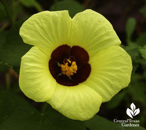 lemon yellow rosemallow web title | Lemon yellow, Flowers, Plants