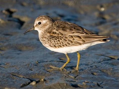 Least Sandpiper photo image 3 of 8 by Ian Montgomery at birdway.com.au