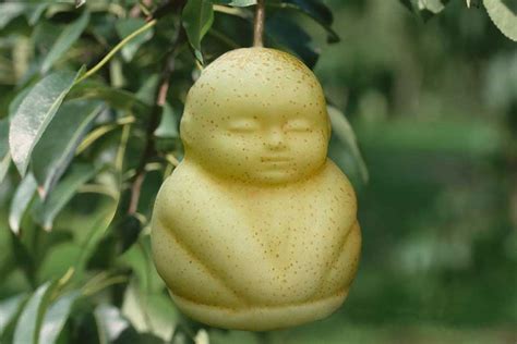 Square apples and Buddha peaches: How firm makes bizarre shaped fruit - Mirror Online