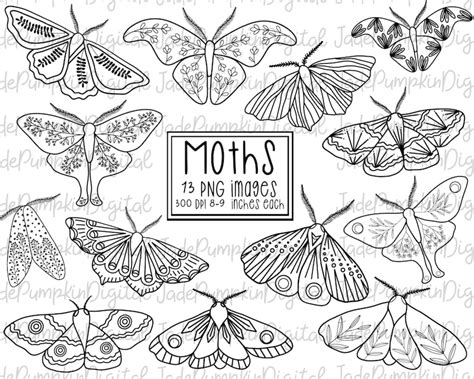 Moth Clipart Moths Moth Line Art Moth Black and White - Etsy